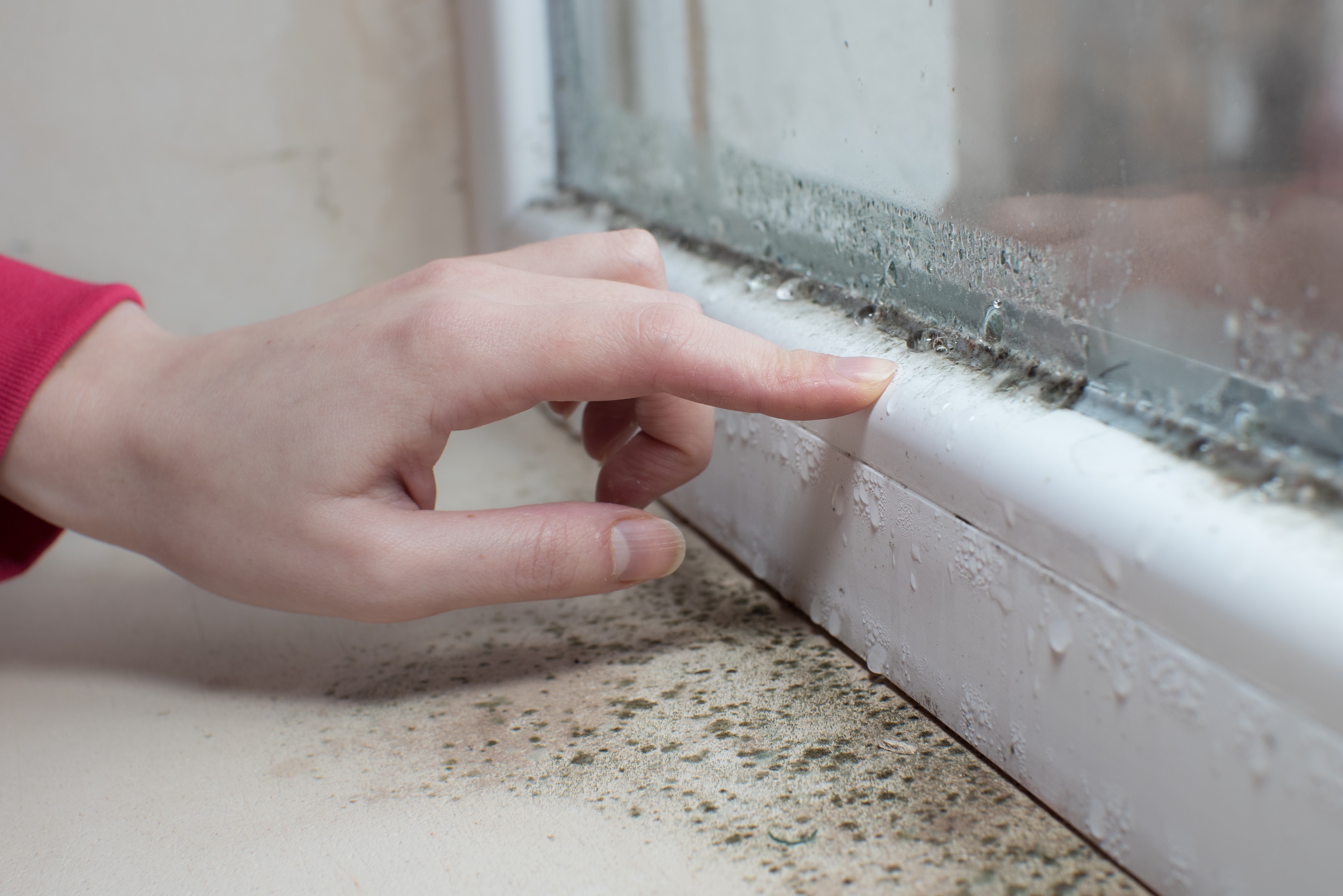 Window-Moisture-Mould